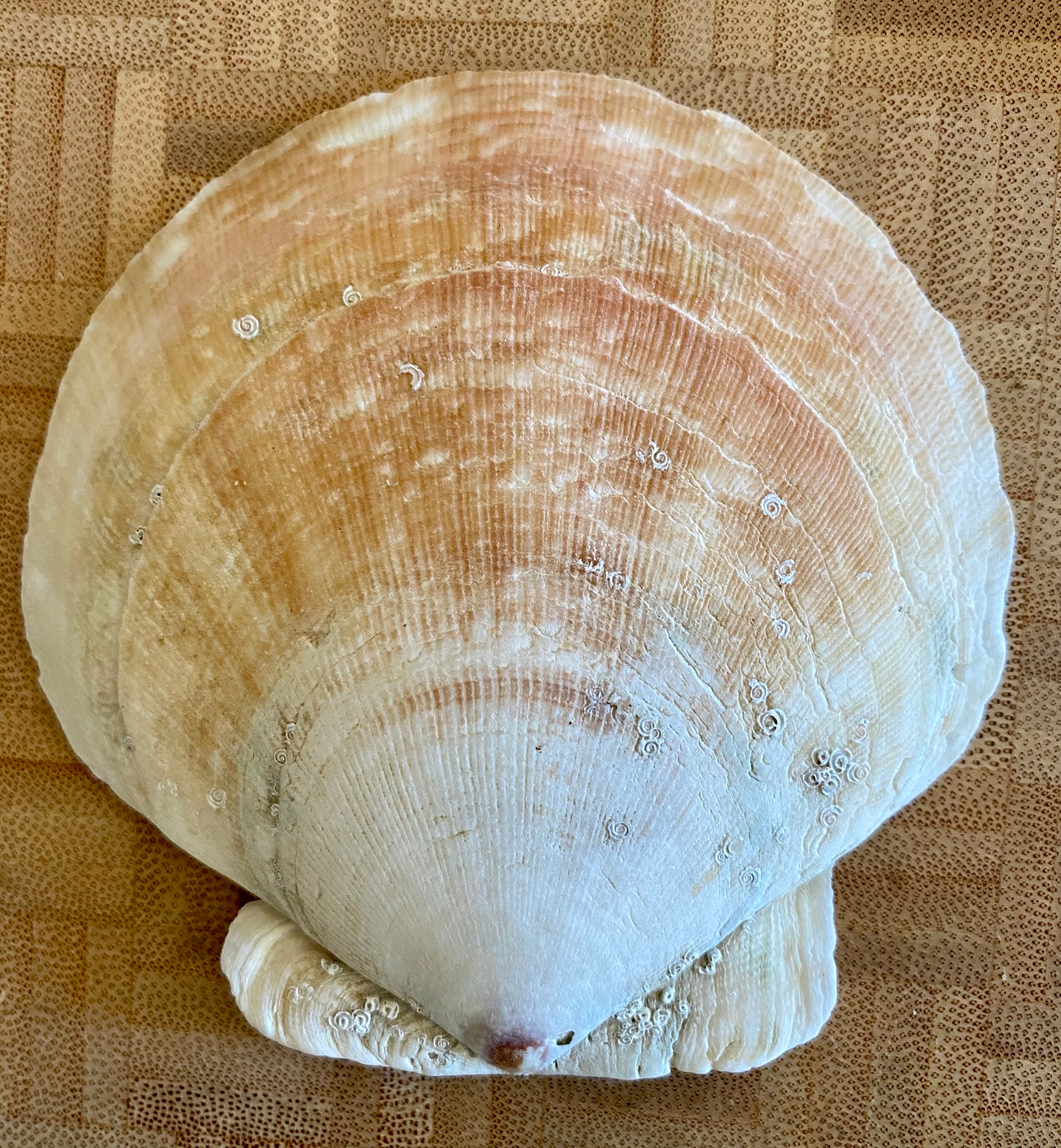 Med. Maine Scallop Shells Medium Size 3.5 to 4 shells Etsy