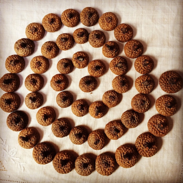 EICHELHÜTTEN 100 echte natürliche Eichelhütchen aus 50 Jahre alten Maine Eiche Feenhütchen Zwergenhütchen