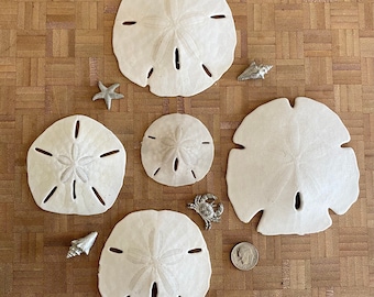 Sand Dollars Lot of 5 Various Sizes Large to Medium Florida Sand Dollars