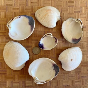 Maine Quahog Clam Shells Set of 7 Mixed Sizes Wampum