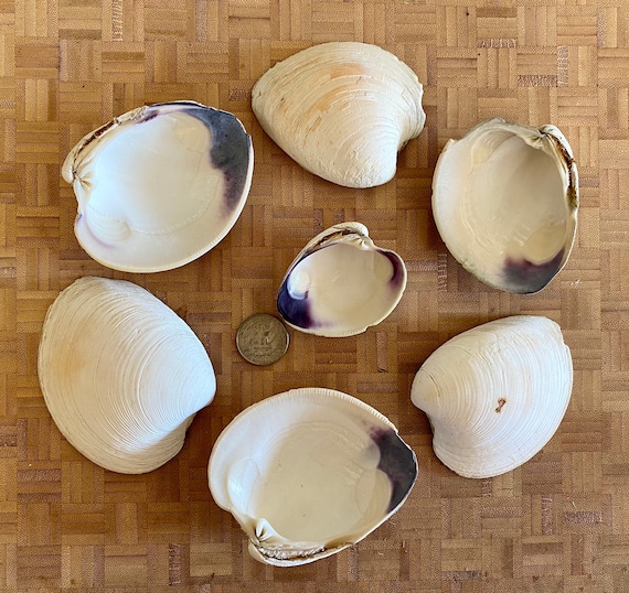 Quage Shells Maine Quahog Clam Shells Set of 7 Mixed Sizes Wampum - Etsy