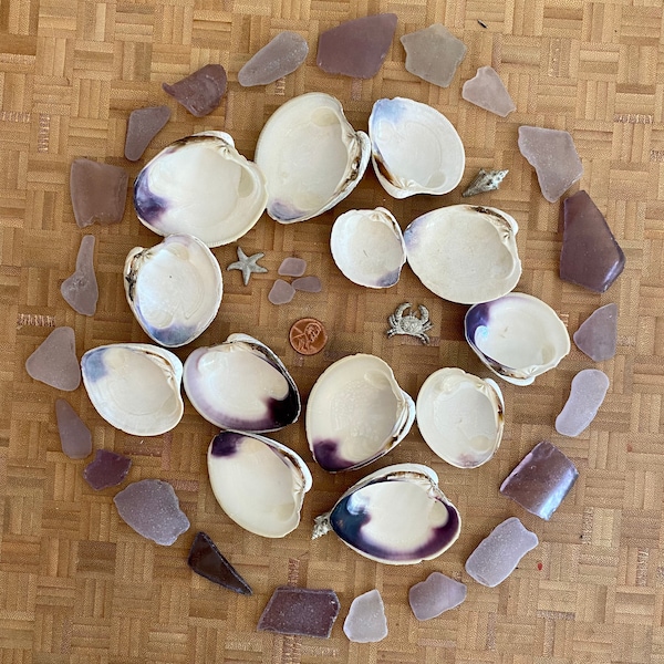 Maine Quahog Clam Shells Small Size Wampum Shells Natural Set of 6