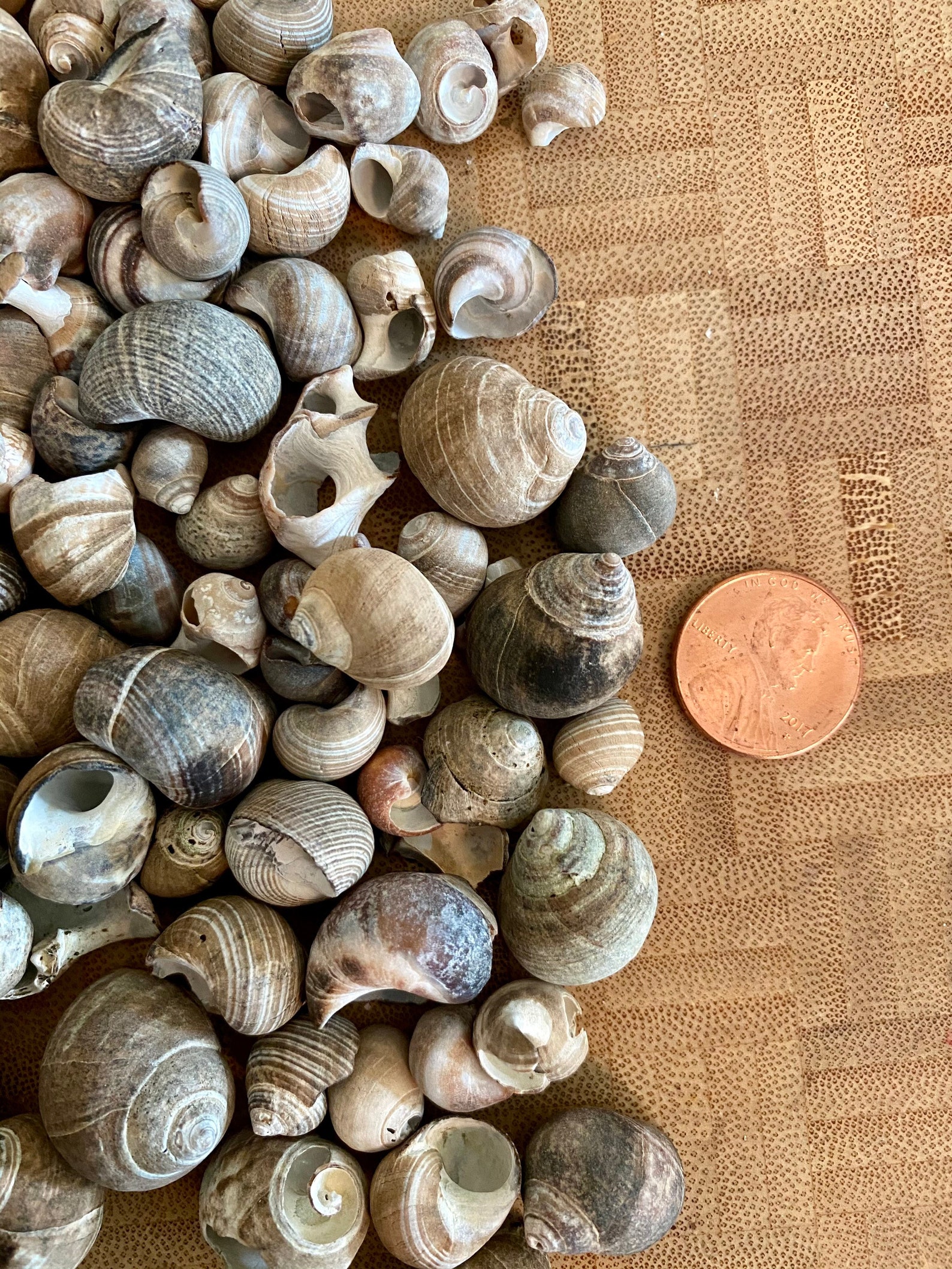 Maine Periwinkle Shells 2 Oz. Lot Various Sizes Natural Etsy