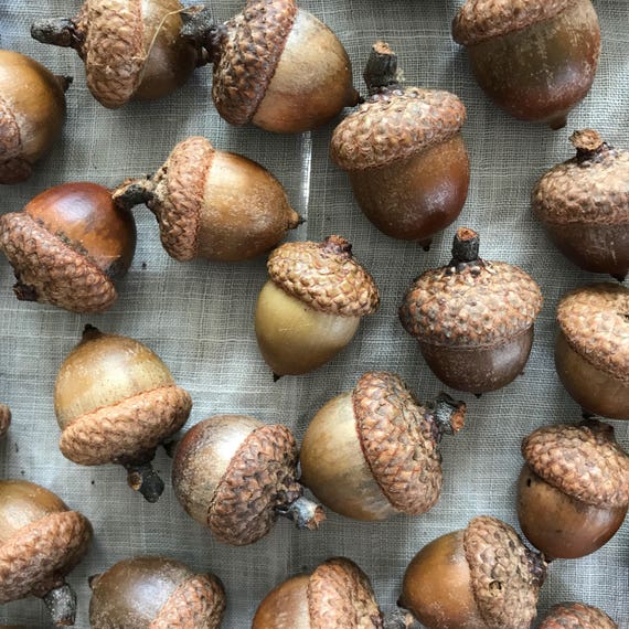 ACORNS 50 Natural Real Acorns From Maine Oak Tree for Fall