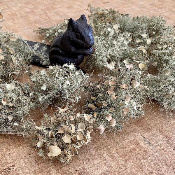 Usnea Lichen Moss Old Man’s Beard Reindeer Moss for wreaths, crafts & dyeing 1 ounce