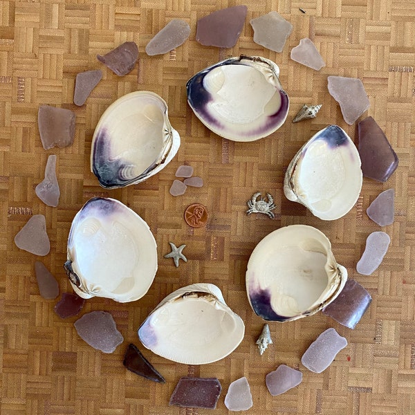 Maine Quahog Clam Shells Medium Size Wampum Shells Natural Set of 6