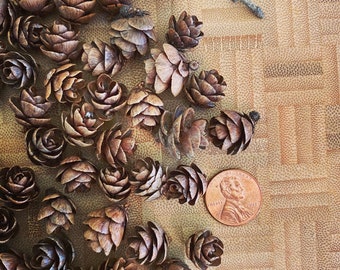 Tiny Pinecones Maine Tamarack Tree Cones Lot of 50 Natural Materials