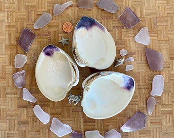 Maine Quahog Clam Shells Large Size Wampum Shells Natural Set of 4 Shells