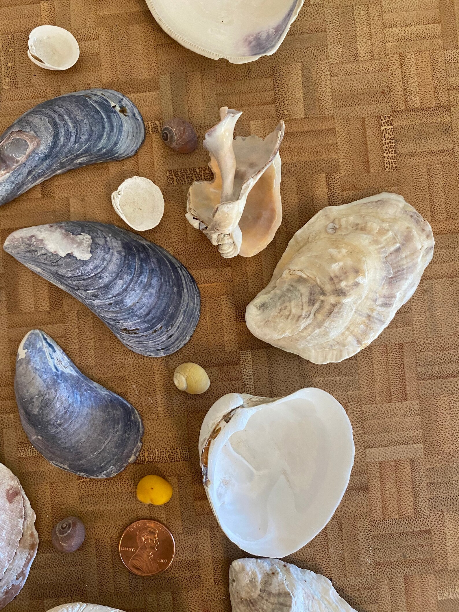 Shells Fishkill Maine Seashells Lot of 50 Shells Various Sizes and Types | Etsy
