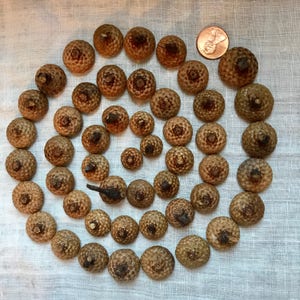 ACORN CAPS Small to tiny sized real natural 50 acorn caps for craft projects DIY gnome caps