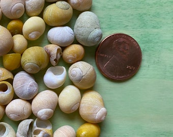 Maine Periwinkle Shells Yellow 50 piece Lot Various Sizes Natural Supplies