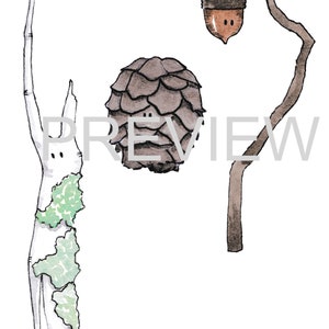 May include: A watercolour illustration of three forest elements: a brown acorn on a twig, a brown pine cone, and a white branch with green moss.