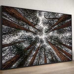 Forest Canopy Perspective Wall Art, Tree Nature Poster, Modern Wall Art For Living Room, Tall Pine Tree Art, Landscape Canvas.