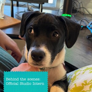 Op de afbeelding: Een zwart-witte puppy met hangende oren en donkere ogen, die omhoog kijkt. Een blauwgroene rechthoekige grafische overlay in de linkerbenedenhoek bevat witte tekst die luidt: Behind the scenes: Official Studio Intern.
