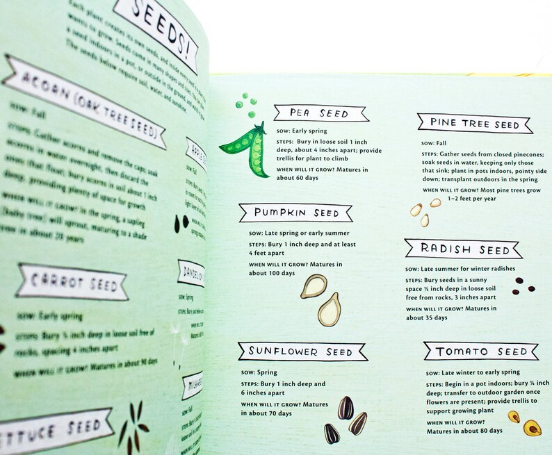 May include: A colorful illustrated guide to planting seeds, featuring various types of seeds, including acorn, pea, pumpkin, sunflower, pine tree, radish, and tomato. The guide includes instructions on when to sow, how deep to bury the seeds, and how far apart to space them.