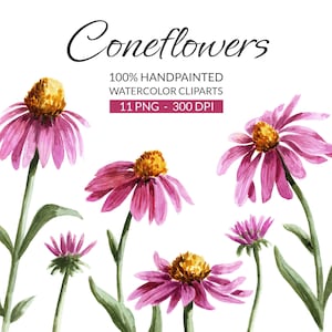 Échinacée clipart, fleurs violettes à l’aquarelle PNG, 11 éléments individuels, téléchargement instantané
