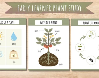 Studio dell'unità vegetale, Scienze per i più piccoli e la scuola materna, Conoscere le piante, Attività stampabile sulle piante, Ciclo di vita delle piante, Parti di una pianta, botanica