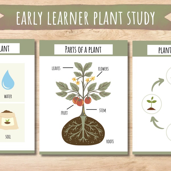 Plant Unit Study, Toddlers and Preschool Science, Learn About Plants, Plant Printable Activity, Plant Life Cycle, Parts of a plant, botany