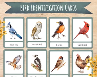 Bird Identification Flash Cards, Homeschool Learning (Digital Download)