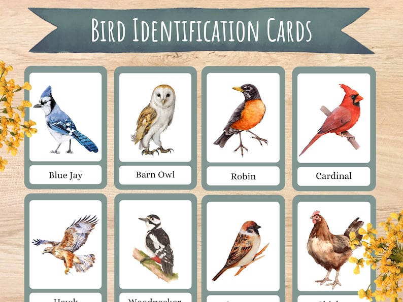 Bird Identification Flash Cards, Homeschool Learning (digital Download ...