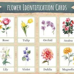 Bloemflitskaarten, lentebloemen, identificatie van de plantkunde, bloemenstudie, Montessori-materialen, seizoensactiviteit, lente afdrukbaar