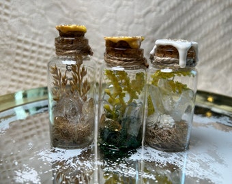 Small decorative terrarium and curiosity jar.