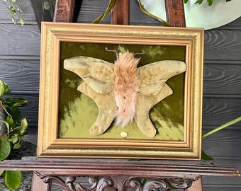 Luna Moth soft sculpture faux taxidermy