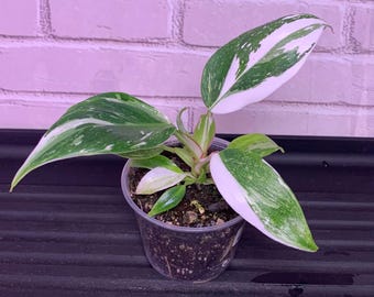 May include: A small, potted plant with white and green variegated leaves. The plant is in a clear plastic pot with brown soil.