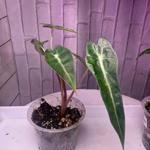 Puede incluir: Una planta de Alocasia en maceta con hojas grandes de color verde oscuro con prominentes vetas blancas. La planta est&aacute; en una maceta de pl&aacute;stico transparente llena de tierra. Las hojas tienen una forma distintiva de punta de flecha. El fondo es una pared de ladrillos morada.