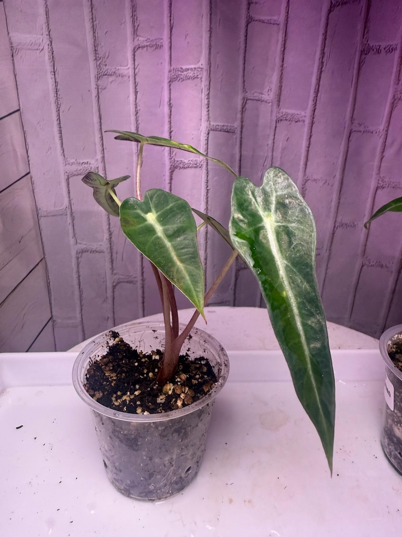 Puede incluir: Una planta de Alocasia en maceta con hojas grandes de color verde oscuro con prominentes vetas blancas. La planta est&aacute; en una maceta de pl&aacute;stico transparente llena de tierra. Las hojas tienen una forma distintiva de punta de flecha. El fondo es una pared de ladrillos morada.