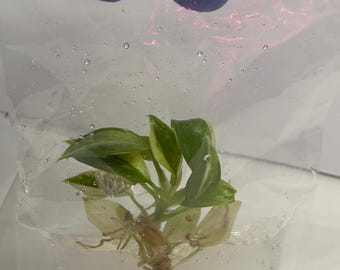 Philodendron Jose buono - Plántulas de cultivo de tejidos