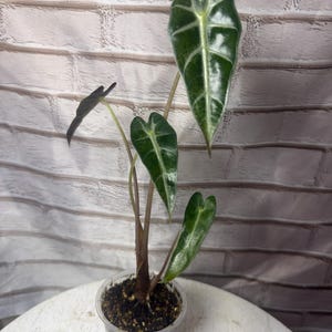 Alocasia bambino verde (2,5 pulgadas) - Planta inicial imagen 3