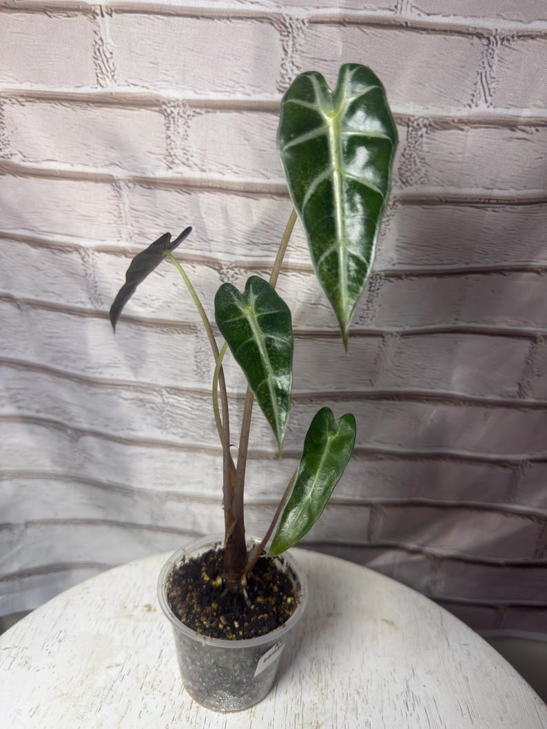 Alocasia bambino verde (2,5 pulgadas) - Planta inicial imagen 3