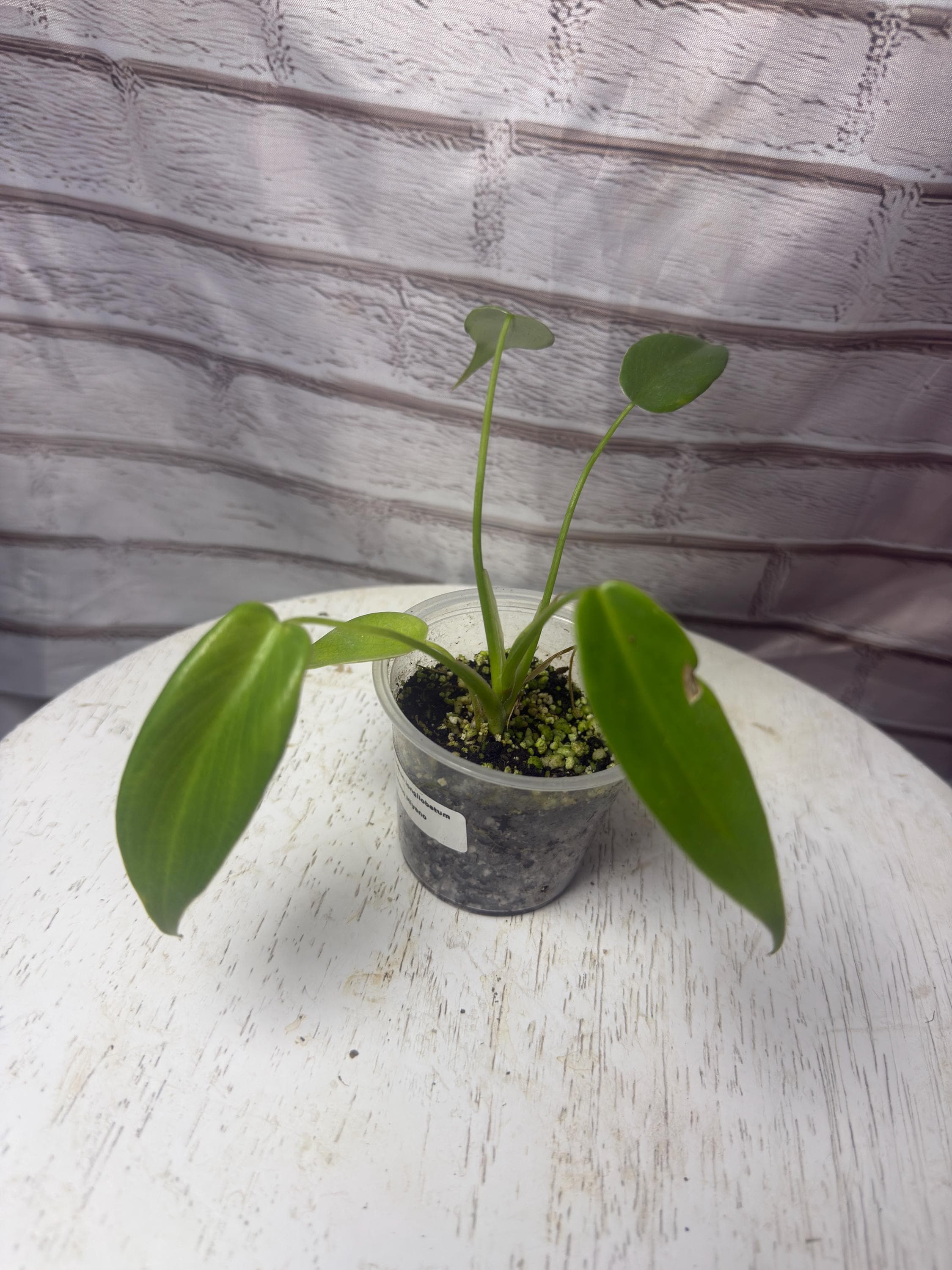 Philodendron Longilobatum 'lelano Miyano' (2.5 In) - Starter Plant