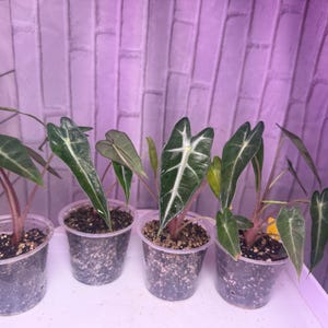 Puede incluir: Cuatro peque&ntilde;as plantas en macetas con hojas de color verde oscuro y prominentes vetas blancas. Las plantas est&aacute;n en vasos de pl&aacute;stico transparente, sobre una superficie blanca, sobre un fondo p&uacute;rpura.