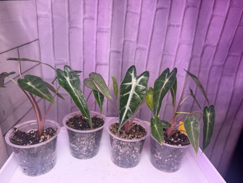 Puede incluir: Cuatro peque&ntilde;as plantas en macetas con hojas de color verde oscuro y prominentes vetas blancas. Las plantas est&aacute;n en vasos de pl&aacute;stico transparente, sobre una superficie blanca, sobre un fondo p&uacute;rpura.