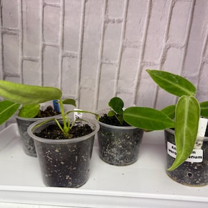 Anthurium warocqueanum (2in) - Starter plant
