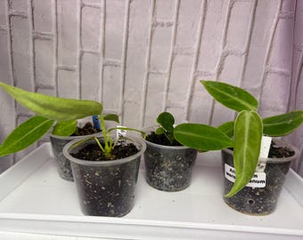 Anthurium warocqueanum (2 pulgadas) - Planta inicial