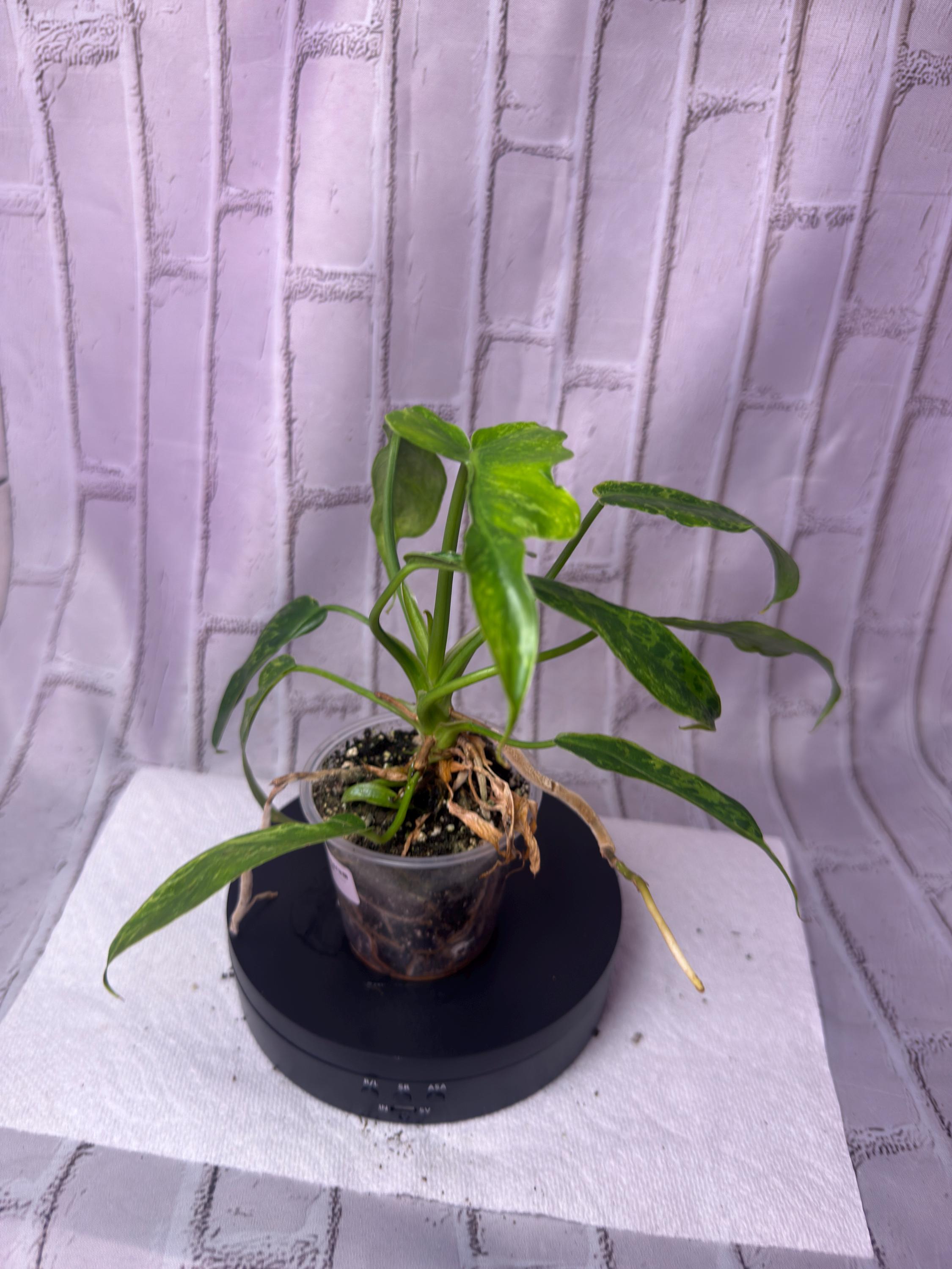 Philodendron Minarum Lime Fiddle Variegated (2.5 In) - Starter Plant - Etsy