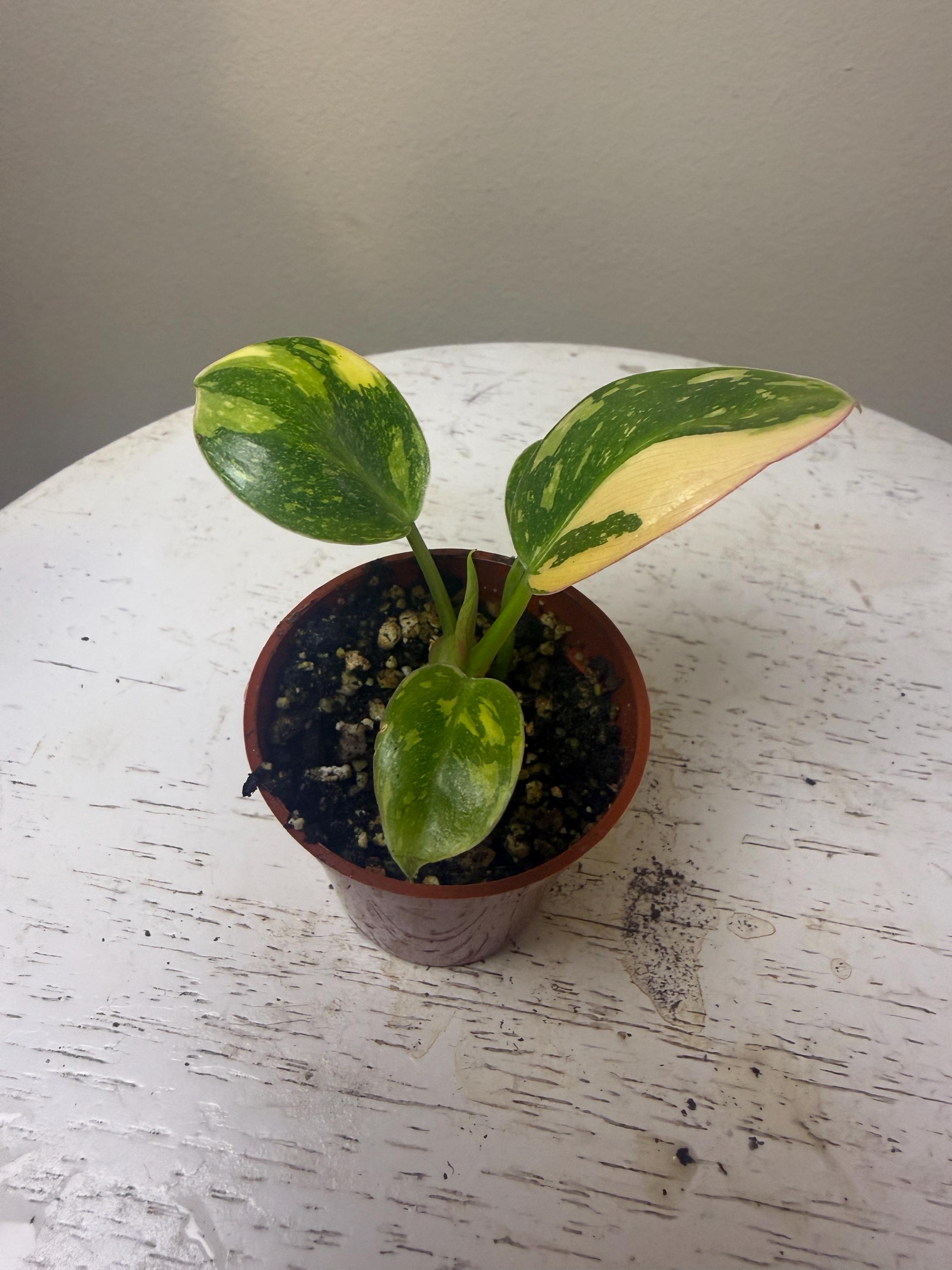 philodendron rugapetiolatum Philodendron rugapetiolatum main image 0