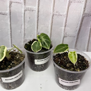 Alocasia Ninja Albo (2.5 In) - Starter Plant - Etsy