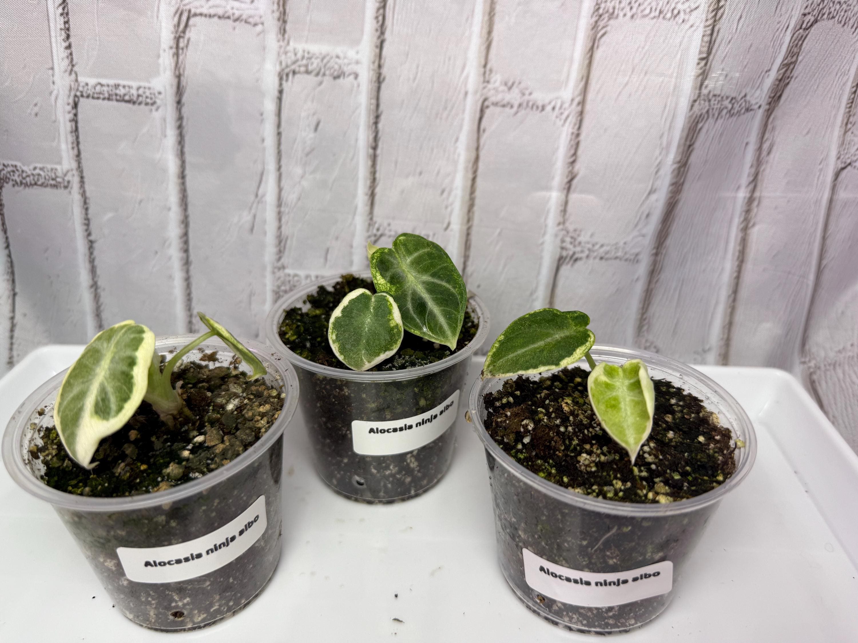 Alocasia 3(2)Alocasia Ninja Albo Variegated アロカシア ニンジャ