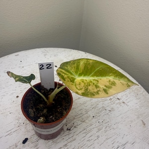 May include: A small potted plant with a large, variegated leaf in shades of green and yellow. The plant has a small, dark green leaf and a tag with the number 22. The pot is brown and sits on a white surface.