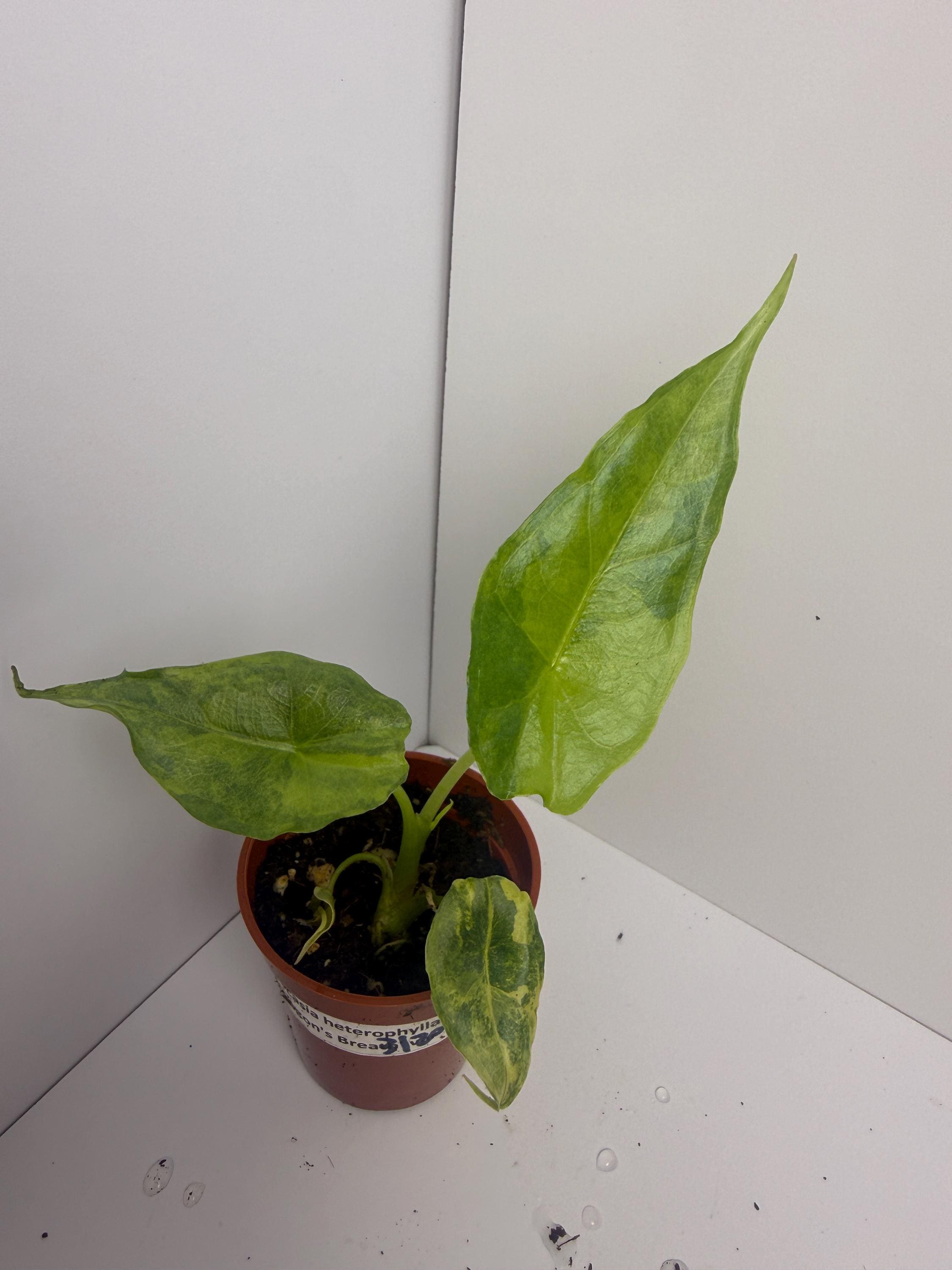 Dragon Breath Aurea Alocasia - Etsy