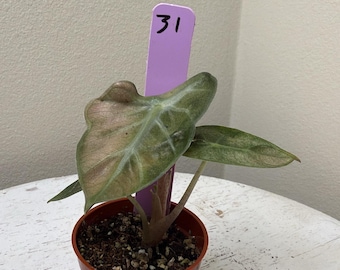 US Seller Alocasia Balloon Heart Pink Variegated - Etsy