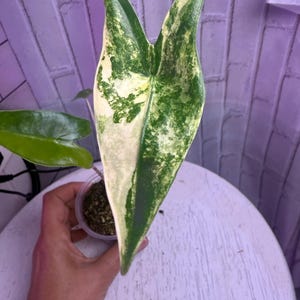 Alocasia zebrina aurea (2.5 in) - Starter Plant