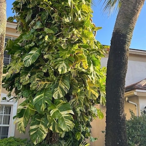 Fresh Hawaiian Pothos cuttings - Get 2+  Hawaiian Pothos Cuttings and You get 2 FREE Cuttings!