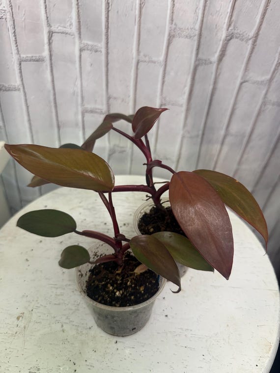 philodendron bipennifolium golden Philodendron bipennifolium 'Golden Violin' XS Baby (Plug Size) main image 1