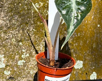 Alocasia Black Velvet Ninja Albo Var From Tissue Culture, Rare