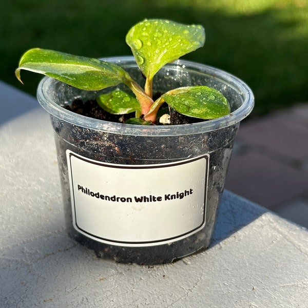 Philodendron white knight - Starter Plant: Rare and Elegant Indoor Foliage